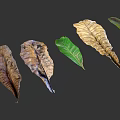 Green and Withered Plant Leaves Arranged on Gray Background with Natural Texture
