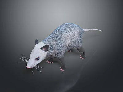Realistic Opossum With White Face Gray Fur And Long Tail On Gray Background 3d model