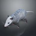 Realistic Opossum With White Face Gray Fur And Long Tail On Gray Background