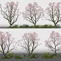 Garden Plant Combination with Pink Flowering Trees Green Small Plants and Stones