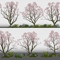 Tree Peach Tree Cherry Tree Flowering Plant Landscape Garden Tree 3d model