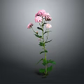 Pink Flowering Plant With Green Stem And Leaves On Gray Background