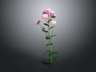 Pink Flowering Plant With Green Stem And Leaves On Gray Background 3d model
