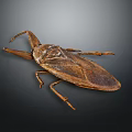 Giant Water Bug With Brown Exoskeleton Long Mouthparts And Large Wings On Dark Background