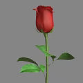 Beautiful Red Rose With Green Stem And Leaves On Gray Background