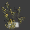Blooming Yellow Flowers With Fresh Green Leaves In Natural Arrangement On Gray Background