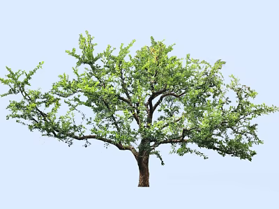 Lush Arbor With Green Leaves And Strong Branches Against Light Blue Sky 3d model