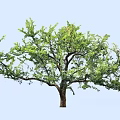 Lush Arbor With Green Leaves And Strong Branches Against Light Blue Sky