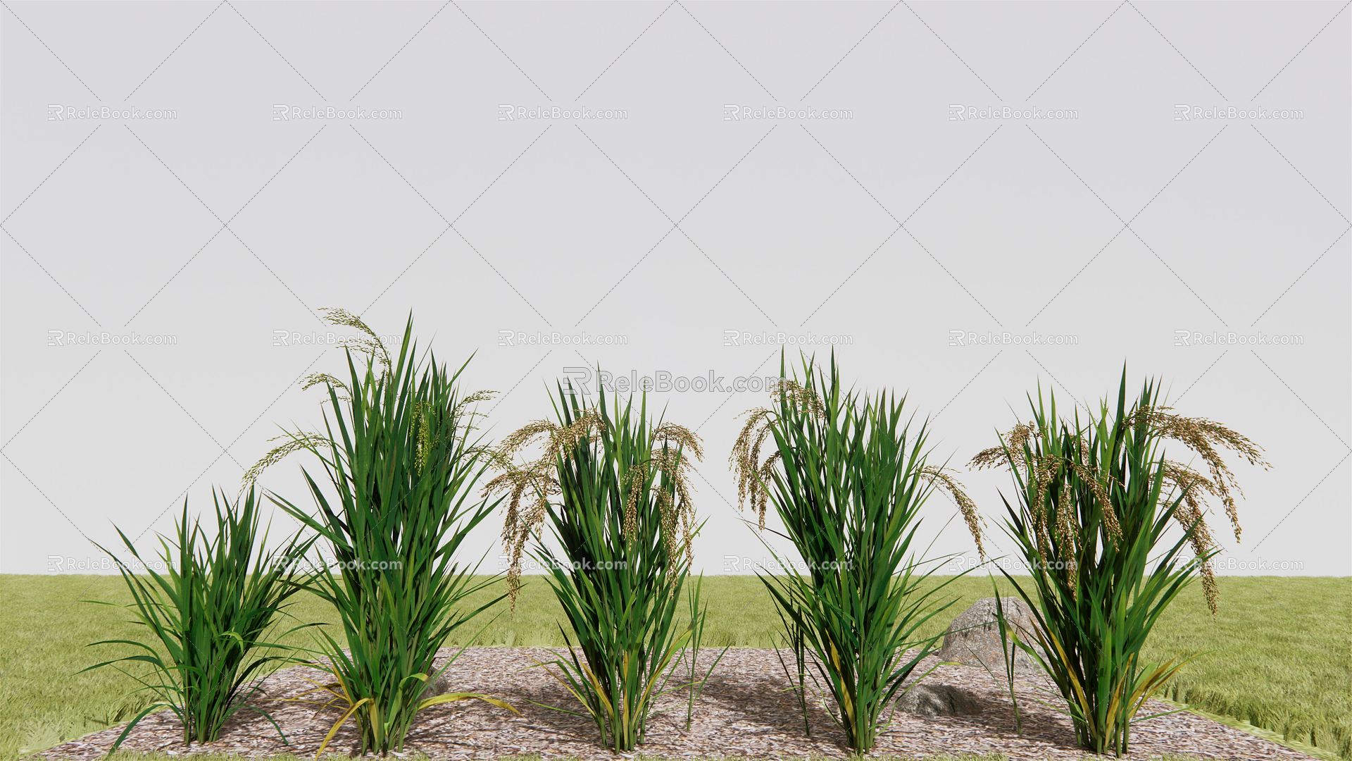 Modern Rice 3d model