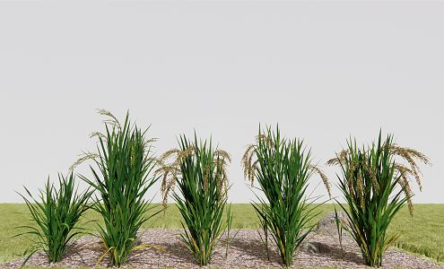 Modern Rice 3d model