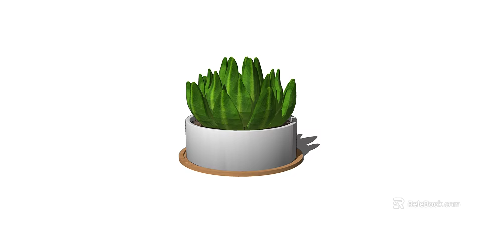 Succulent Plant Growing in White Ceramic Pot with Brown Wooden Tray 3d model 