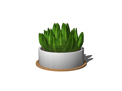 Succulent Plant Growing in White Ceramic Pot with Brown Wooden Tray 3d model