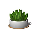 Succulent Plant Growing in White Ceramic Pot with Brown Wooden Tray