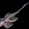 Detailed Anatomical Fish Skeleton Structure With Fins Isolated On Black Background