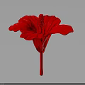 Vibrant Red Flower with Detailed Petals and Long Stem on Dark Background