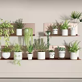 Stylish Indoor Hanging Basket Plants On Wall Shelves With White Pots And Greenery