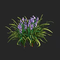 Blooming Purple Flowers With Long Green Leaves In Natural Plant Cluster