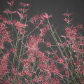 Various Types of Plants with Different Colored Leaves and Flowers