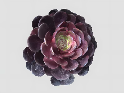 Bonsai Potted Succulent Plant with Dark Purple Leaves and Green Center Rosette 3d model