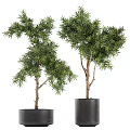 Bonsai Potted Plants With Lush Green Foliage And Slender Trunks In Black Planters
