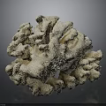Natural Marine Coral Structure With Intricate Branches And Textured Surface