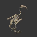 Close Up View Of Bird Skeleton With Long Beak And Vertebrae Structure