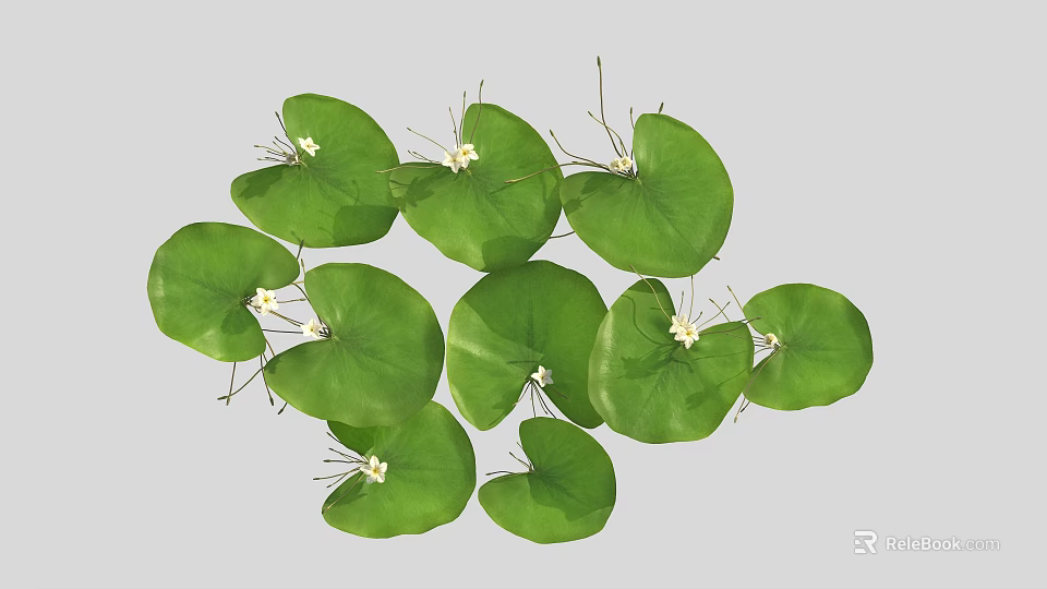 Fresh Green Round Leaves With Small White Flowers In Natural Botanical View 3d model 