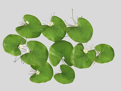 Fresh Green Round Leaves With Small White Flowers In Natural Botanical View 3d model