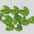 Fresh Green Round Leaves With Small White Flowers In Natural Botanical View