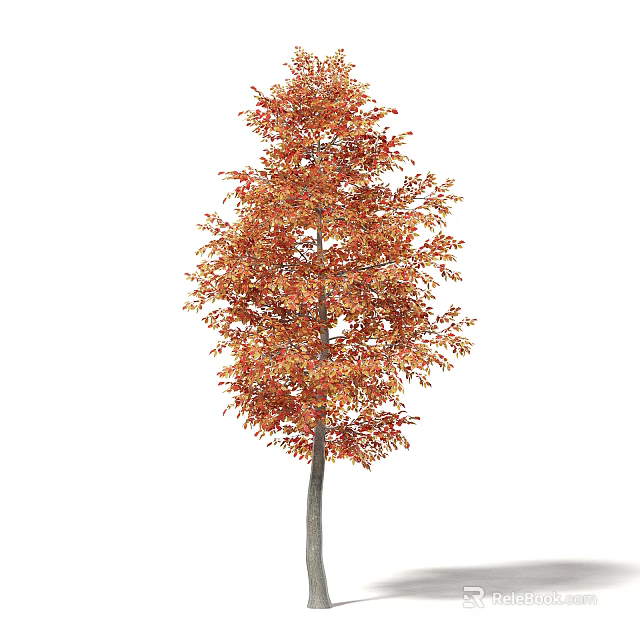 Tall Arbor With Vibrant Orange Leaves And Slender Gray Trunk In Lush Foliage 3d model 