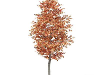 Tall Arbor With Vibrant Orange Leaves And Slender Gray Trunk In Lush Foliage 3d model