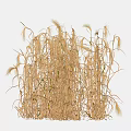 Golden Dry Grass With Tall Stems And Feathery Ears Isolated On Black Background