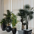 Lush Potted Palm Plants With Green Leaves Placed In Black Pots Against Wooden Lattice Background