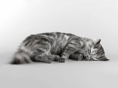 Curled Up Gray Reptile Lizard Peacefully Sleeping On White Background Surface 3d model