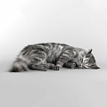 Animal Cat Pet Cat 3d model