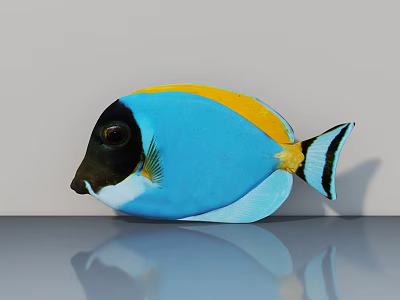 Vibrant Blue Tropical Fish With Yellow Dorsal Stripe Black Head And White Underbelly 3d model