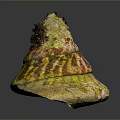 Aquatic Animal Shell Featuring Yellow Green Brown Patterns And Black Encrustations 3d model