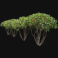 Two Acer Ginnala Trees 2.6 to 3.3 Meters Tall with Lush Green Foliage