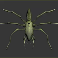 Detailed View Of Green Scorpion As Reptile With Long Legs And Curved Tail