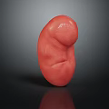 Glossy Red 3D Anatomical Kidney Model for Medical Education and
