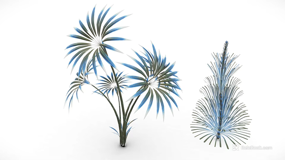 Modern Ornamental Plants With Blue Green Radial Leaves And Feathery Pine Like Foliage 3d model 