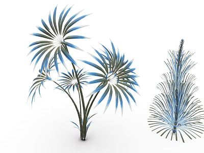 Modern Ornamental Plants With Blue Green Radial Leaves And Feathery Pine Like Foliage 3d model