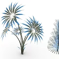 Modern Ornamental Plants With Blue Green Radial Leaves And Feathery Pine Like Foliage