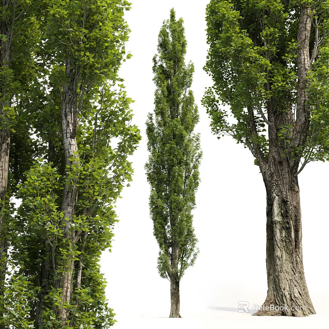 Tall Arbor Trees With Lush Green Foliage And Textured Trunks In Natural Setting 3d model 