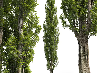 Tall Arbor Trees With Lush Green Foliage And Textured Trunks In Natural Setting 3d model