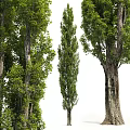 Tall Arbor Trees With Lush Green Foliage And Textured Trunks In Natural Setting