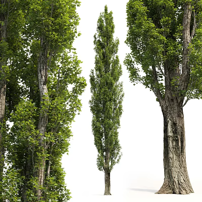 Modern Tree Poplar Trees 3d model Modern Tree Poplar Trees 3d model