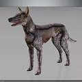 Hairless Pink And White Spotted Dog With Erect Ears Standing On Dark Reflective Floor