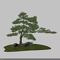 Lush Pine Tree in Natural Setting with Green Grass and Stones 3d model
