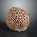 Spherical Porous Shell Of Aquatic Marine Creature With Small Holes And Label